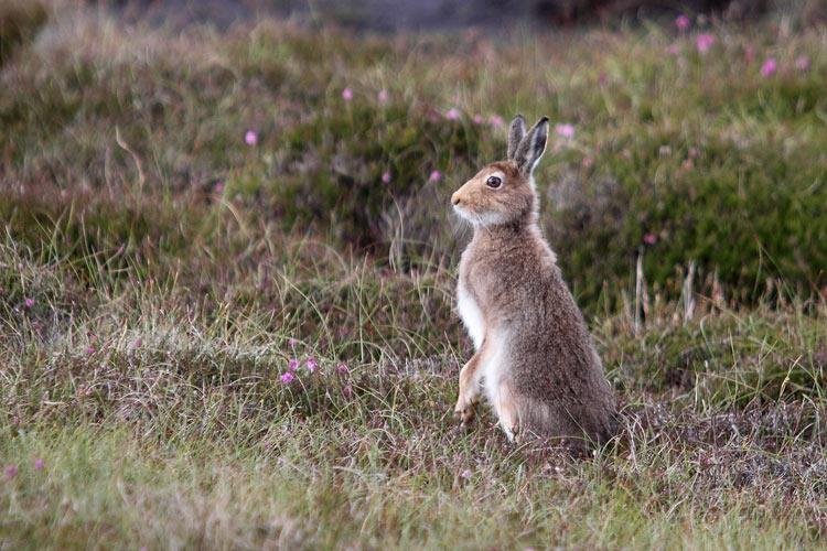 Hare (Alun Williams)