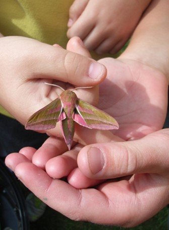 Hawkmoth hands
