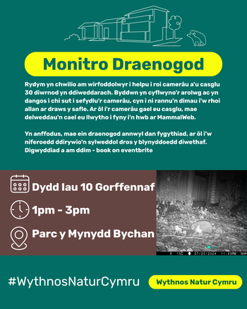 Hedgehog cardiff 10.07.2025 Cym