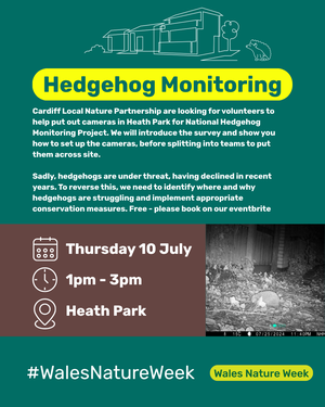 Hedgehog cardiff 10.07.2025 Eng
