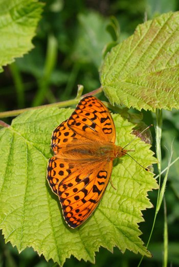 High-Brown--Ben-Williams