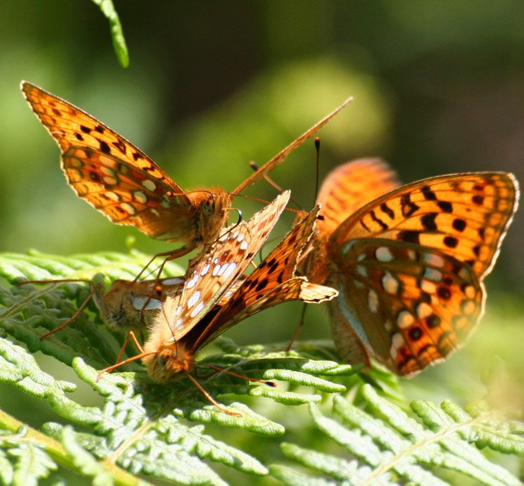 High browns