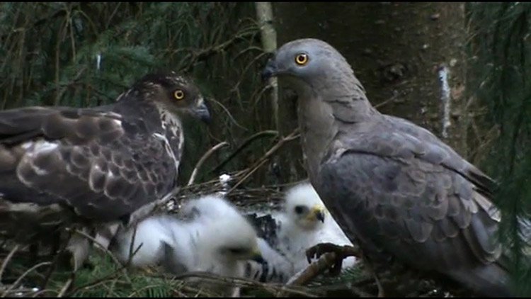 Honey-buzzards-on-nest-Stephen-Roberst