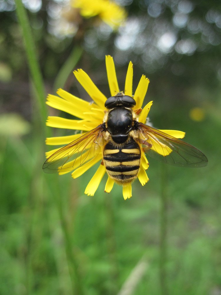 Hover-fly