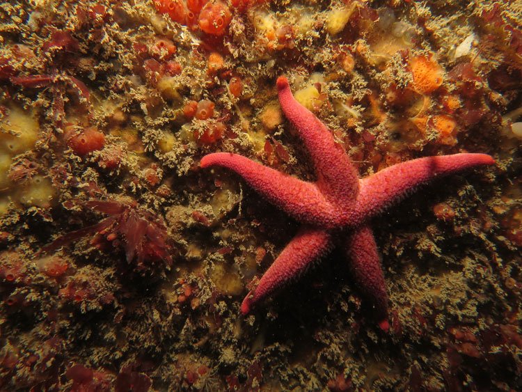 Fish - Wales Biodiversity Partnership