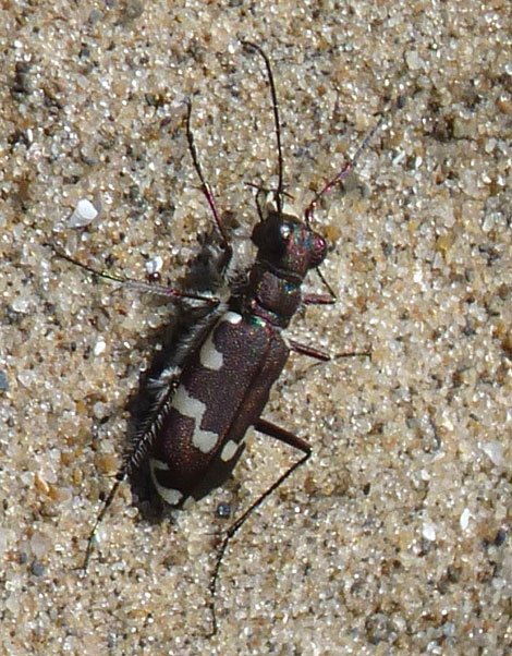 Ichneumon