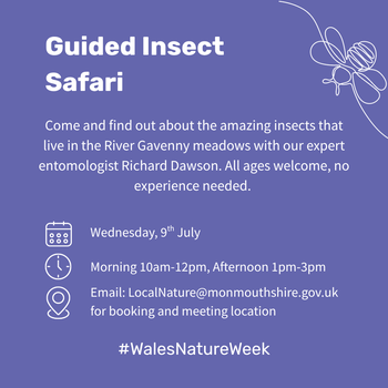 Insect safari Abergavenny