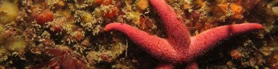 Bloody Henry starfish (NRW - Skomer MCZ staff)