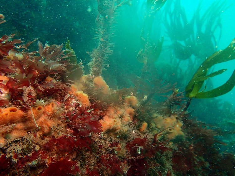 Kelp-and-sponges (NRW marine monitoring team)