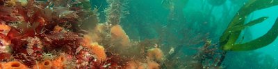 Kelp and sponges (NRW marine monitoring team)
