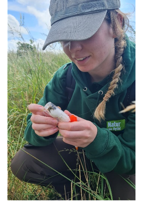 Trainee and shrill carder bee