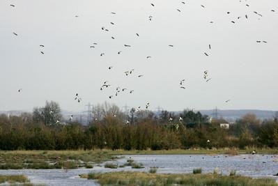 Lapwing