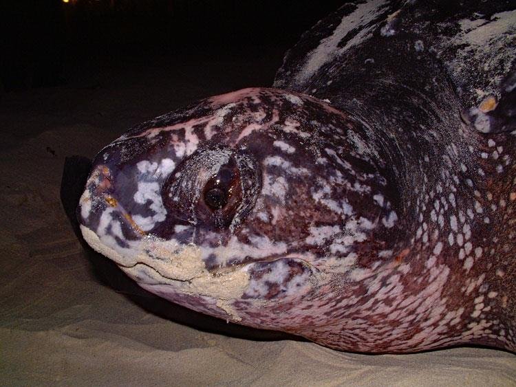 Leatherback Turtle - Copyright Peter Richardson 3
