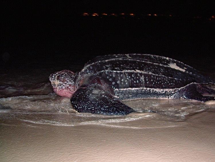 Leatherback Turtle - Copyright Peter Richardson 2