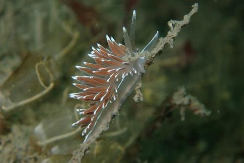 Lined seaslug at Skomer (NRW- Skomer MCZ staff)