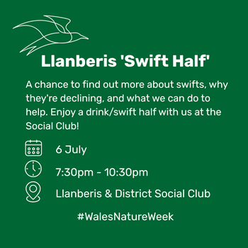 Llanberis 'Swift Half'