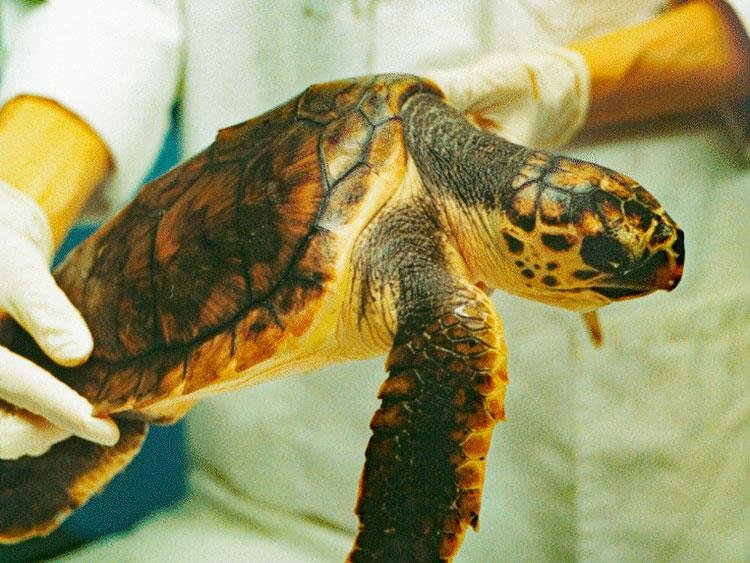 Loggerhead Turtle - Copyright Peter Richardson 2