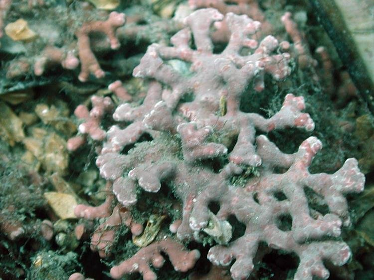 Maerl (NRW)