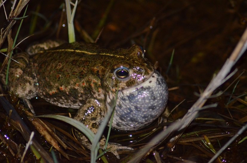 Male natterjack Pete Hill ARC WEB