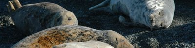 Marine-banner