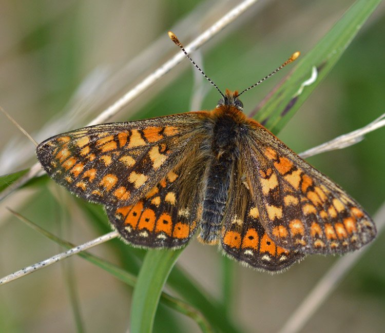 Marsh fritillary