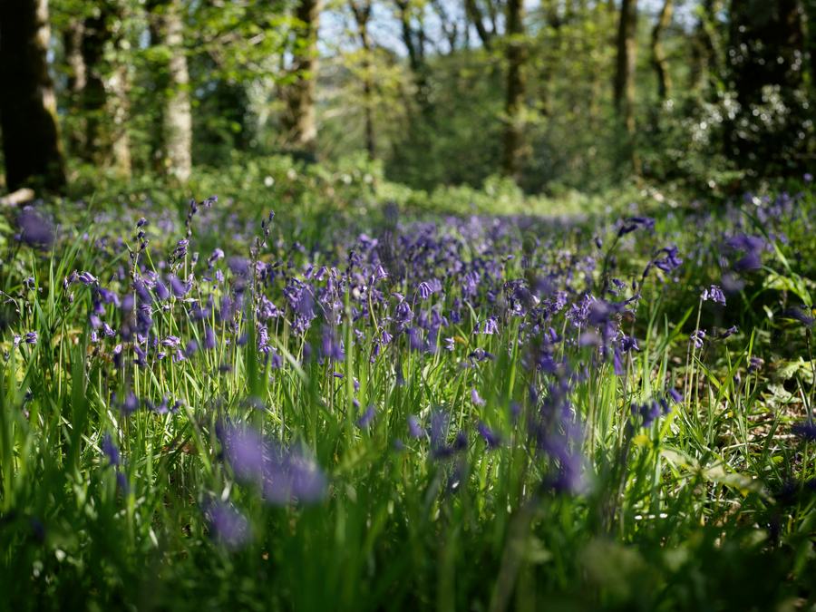 May 2026 Bluebell Wood