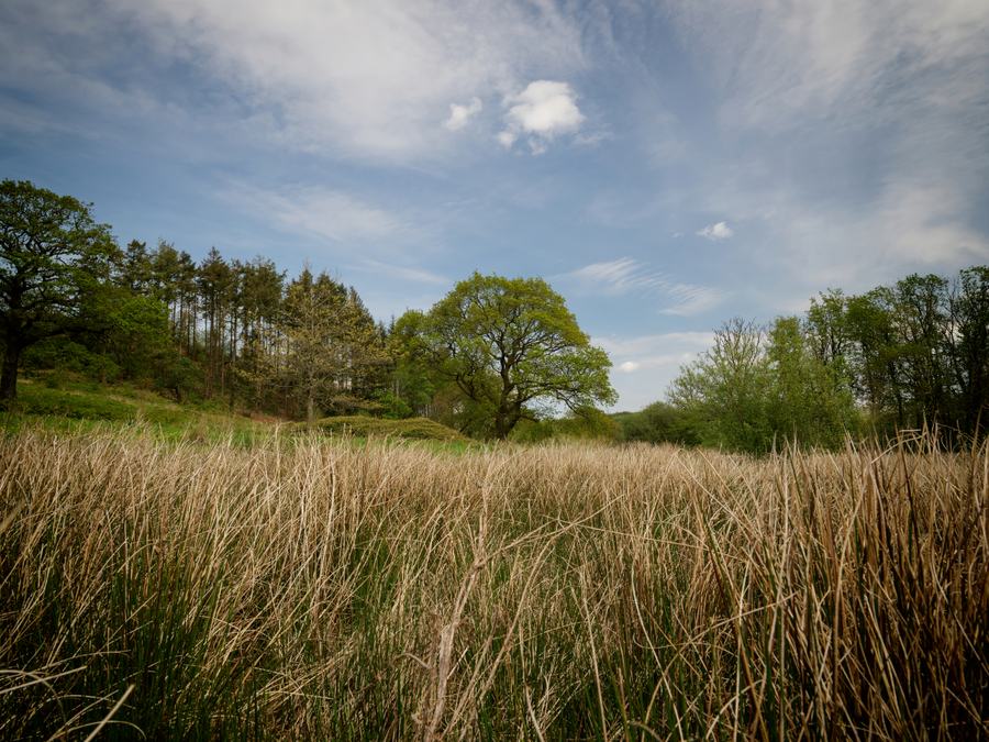 May 2026 Middle Mandinam Oak and Rushes