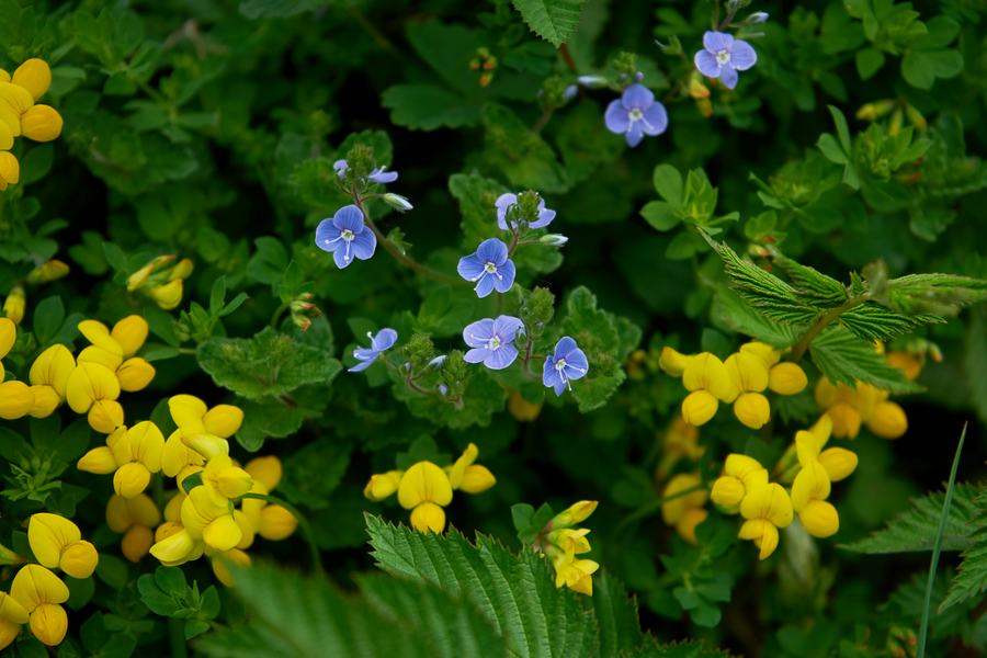 May 2026 Trefoil and Speedwell Coed Weddus Verge