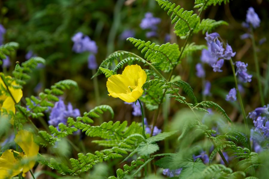 May 2026 Welsh Poppy Coed Weddus Verge
