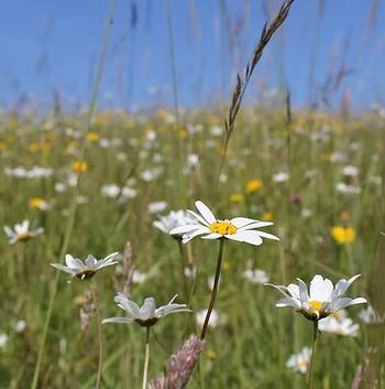 Meadow Walk Aberthin
