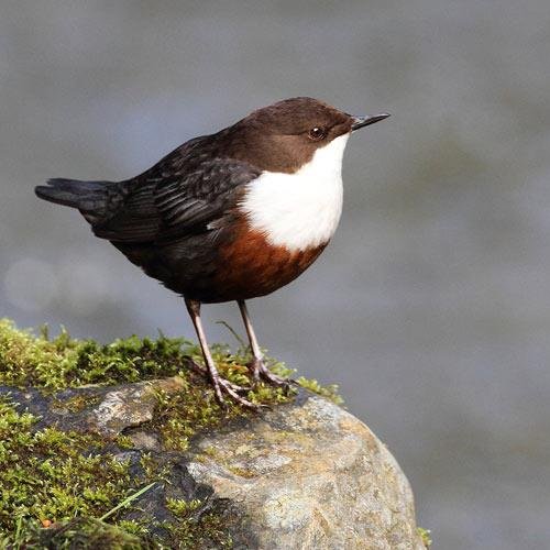 Local Nature Partnerships - Wales Biodiversity Partnership