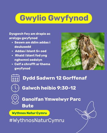 Moth Watch Cardiff 12.07.2025 Cym