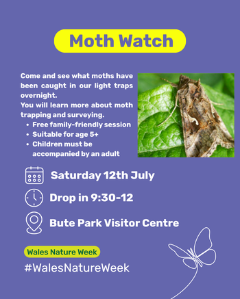 Moth Watch Cardiff 12.07.2025 Eng