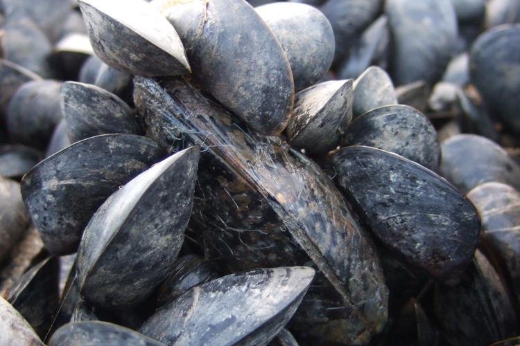 Mytilus edulis Blue mussel (NRW - Paul Brazier)