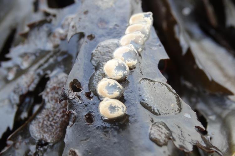Netted Dogwhelk Tritia reticulata eggs (Laura Grant)