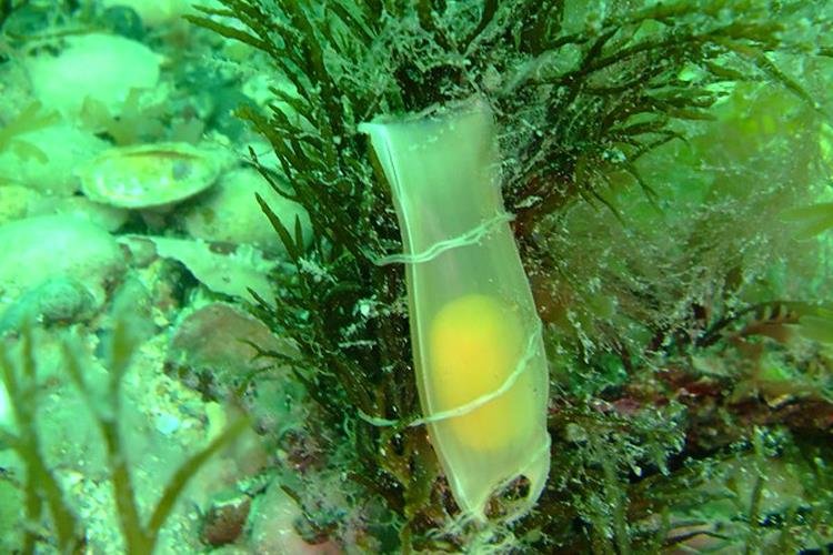 Nursehound eggcase (Natural England - Anglea Gall)