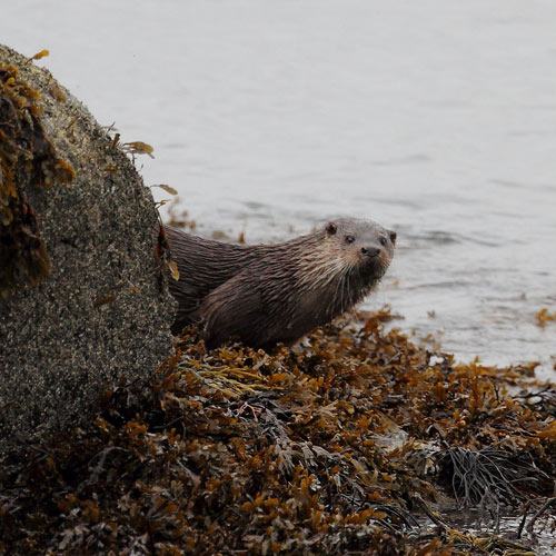 Otter on the Shoreline