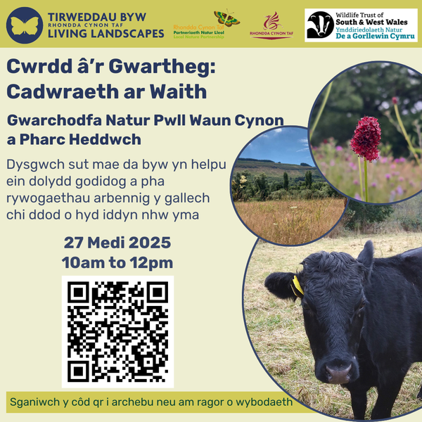 PWC a Pharc Heddwch