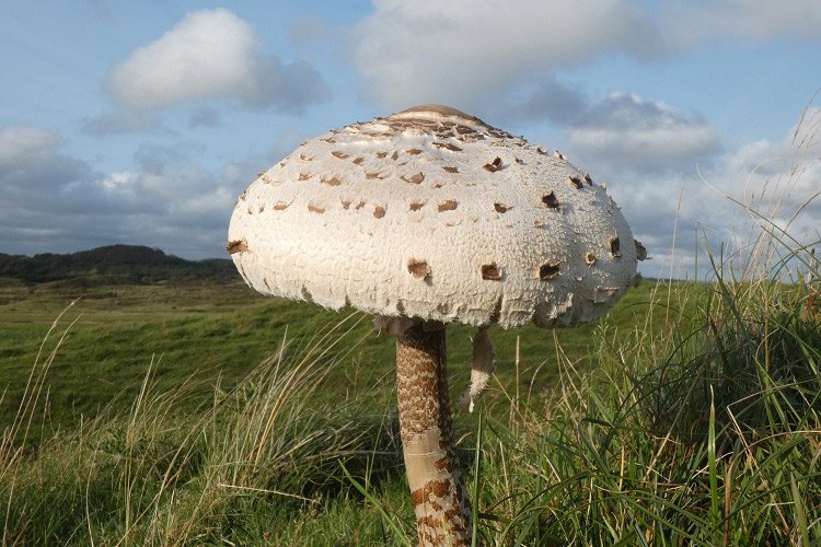 Parasol-Merthyr-Mawr-Web-Sean-Mc