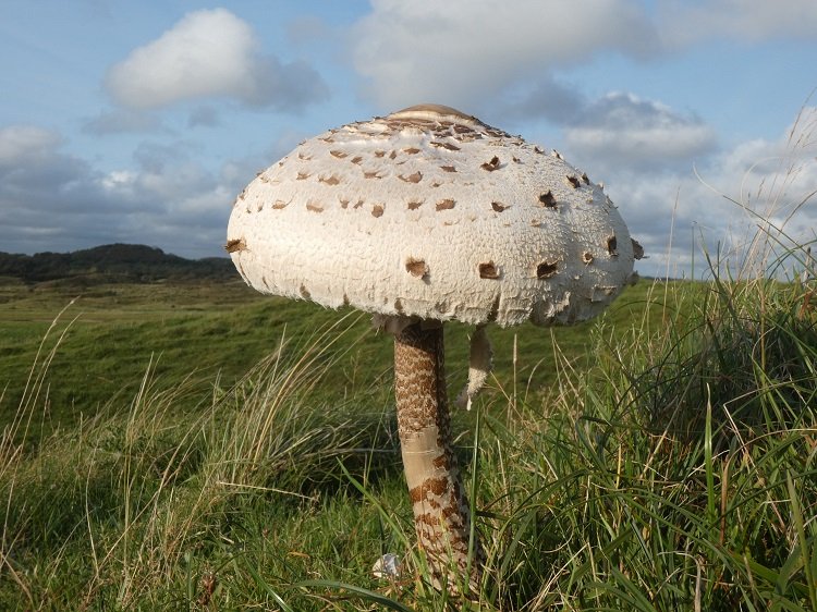 Parasol Merthyr Mawr Web Sean Mc