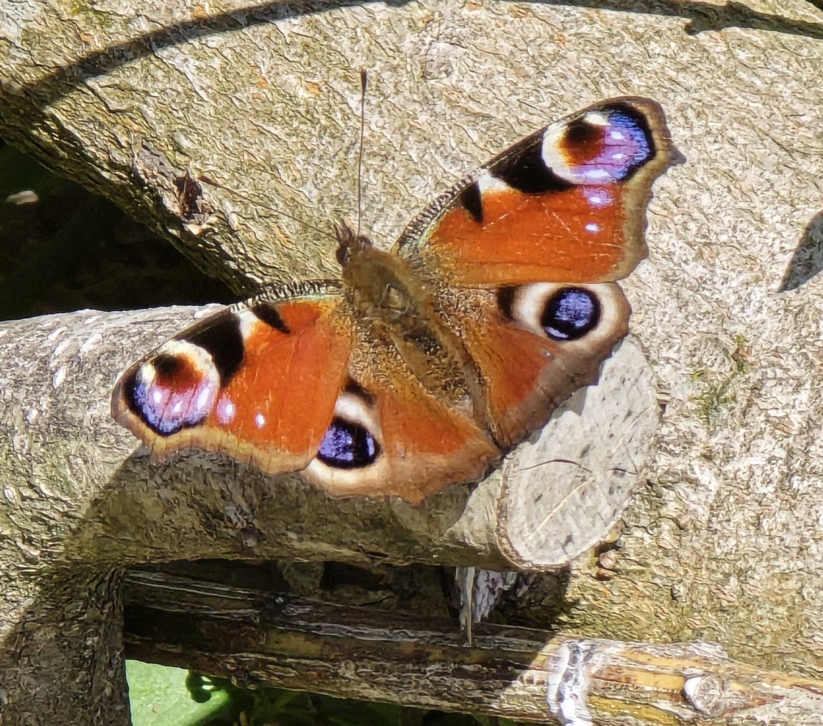 Peacock butterfly - Geoff Robinson