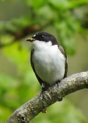 Pied flycatcher NRW