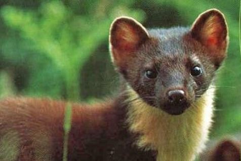 Pine marten 2 credit VWT