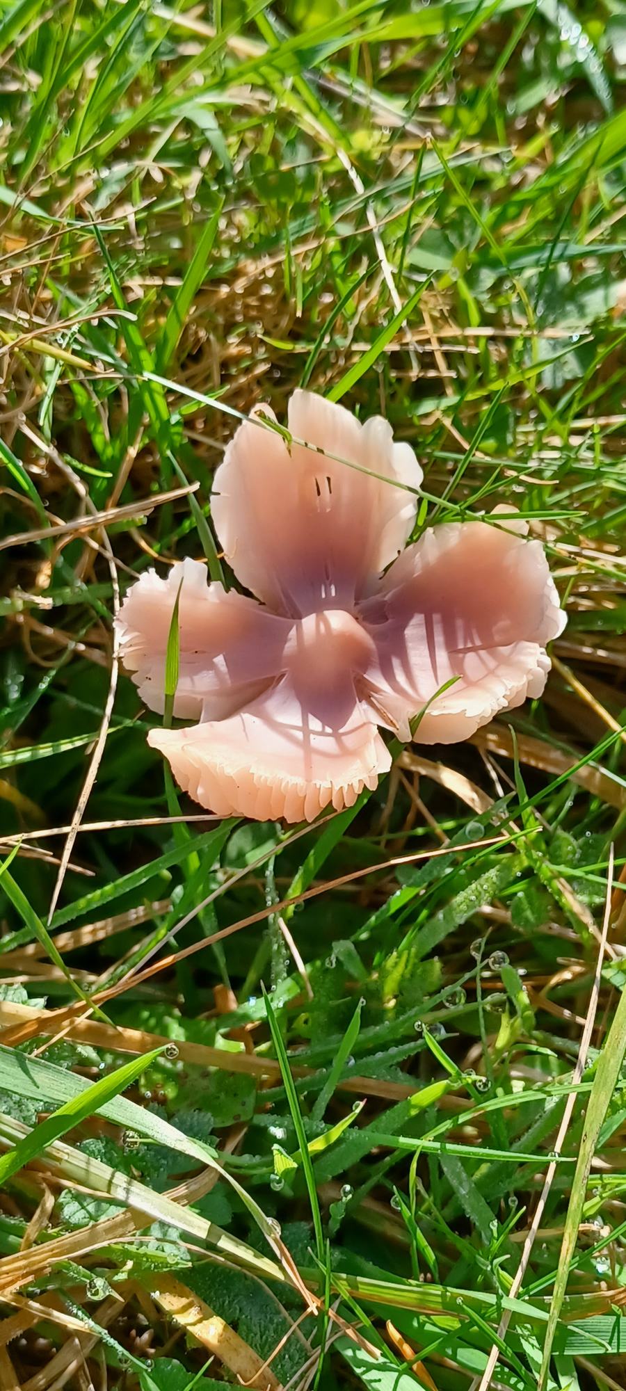 Pink Waxcap, Llandevaud - Steve Spode