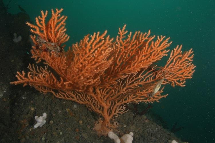 Pink sea fan Eunicella verrucosa (NRW Marine Conservation Zone)