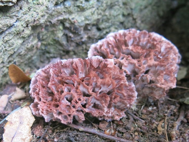 Podoscypha multizonata