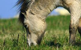 Pony Grazing in the Meadow