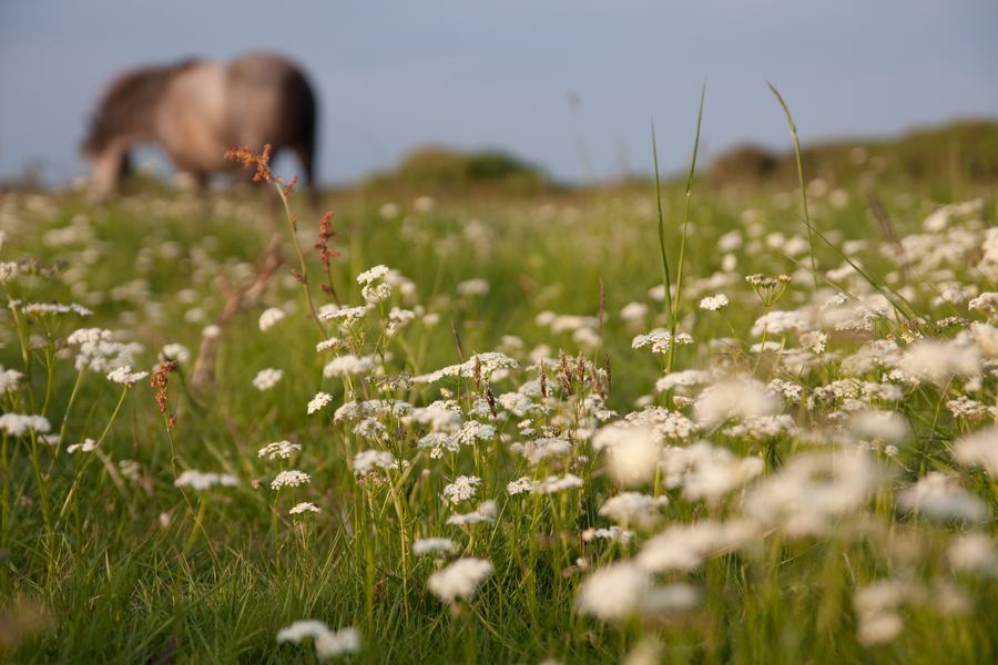 Pony grazing at Cwm Colhuw (C) Vaughn Matthews