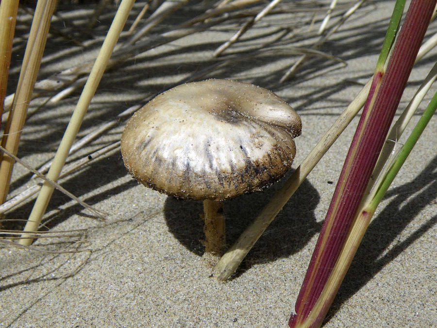 Psathyrella ammophila D Harries