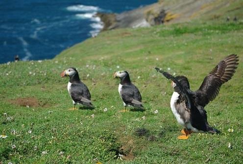 Puffin